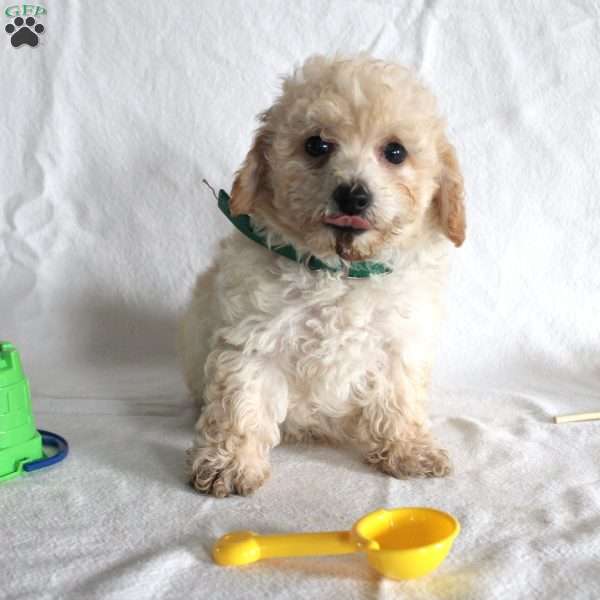 Carter, Bich-Poo Puppy